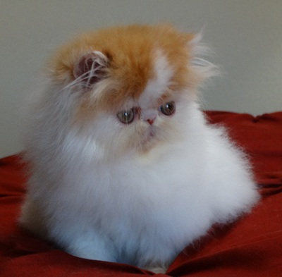 Pet