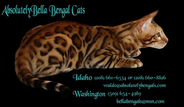 AbsolutelyBella Bengals photo