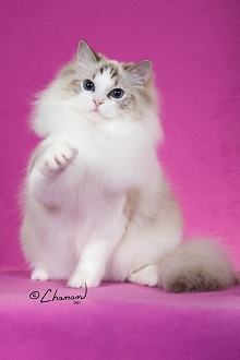 Fujipaws Ragdolls photo