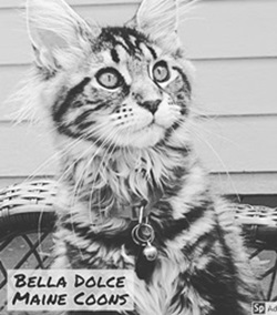 Bella Dolce Maine Coons photo