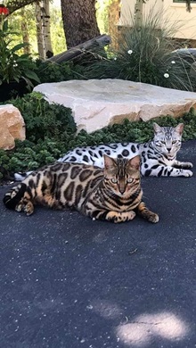 Mirabell Bengals photo