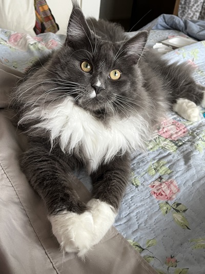 Dar Morev Maine Coons photo