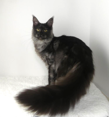 Wildchild Maine Coons photo