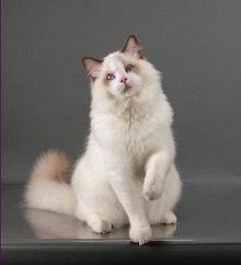 Ivy Rose Ragdolls photo