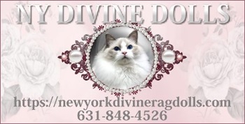 NY Divine Dolls Ragdoll Cattery photo