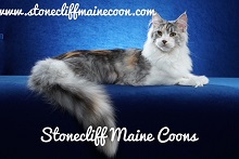 Stonecliff Maine Coons photo