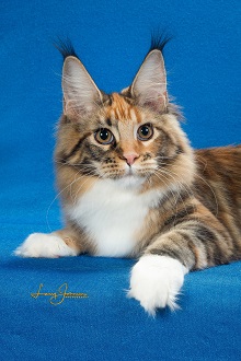 MTNest Maine Coons photo