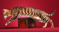 WildFx  Toyger Cats photo